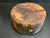 9"x4" Claro Walnut Burl Wood Bowl Turning Blank (#006)