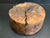 9"x4" Claro Walnut Burl Wood Bowl Turning Blank (#006)