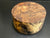 8"x4" Claro Walnut Burl Wood Bowl Turning Blank (#009)