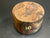 6"x4" Claro Walnut Burl Wood Bowl Turning Blank (#0010)