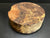 11"x4" Claro Walnut Burl Wood Bowl Turning Blank (#002)