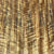 Curly Shedua Wood End Grain